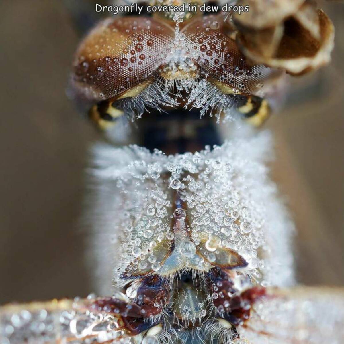 close up - Dragonfly covered in dew drops