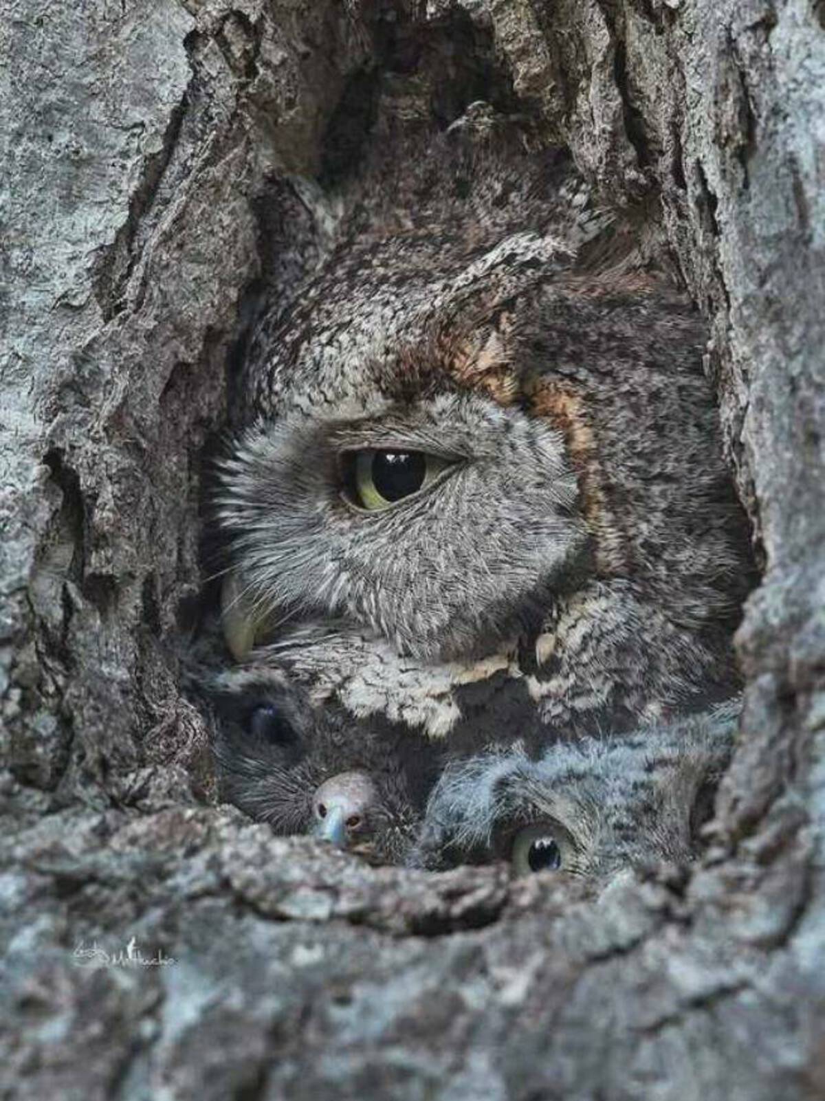 family of owls in a tree