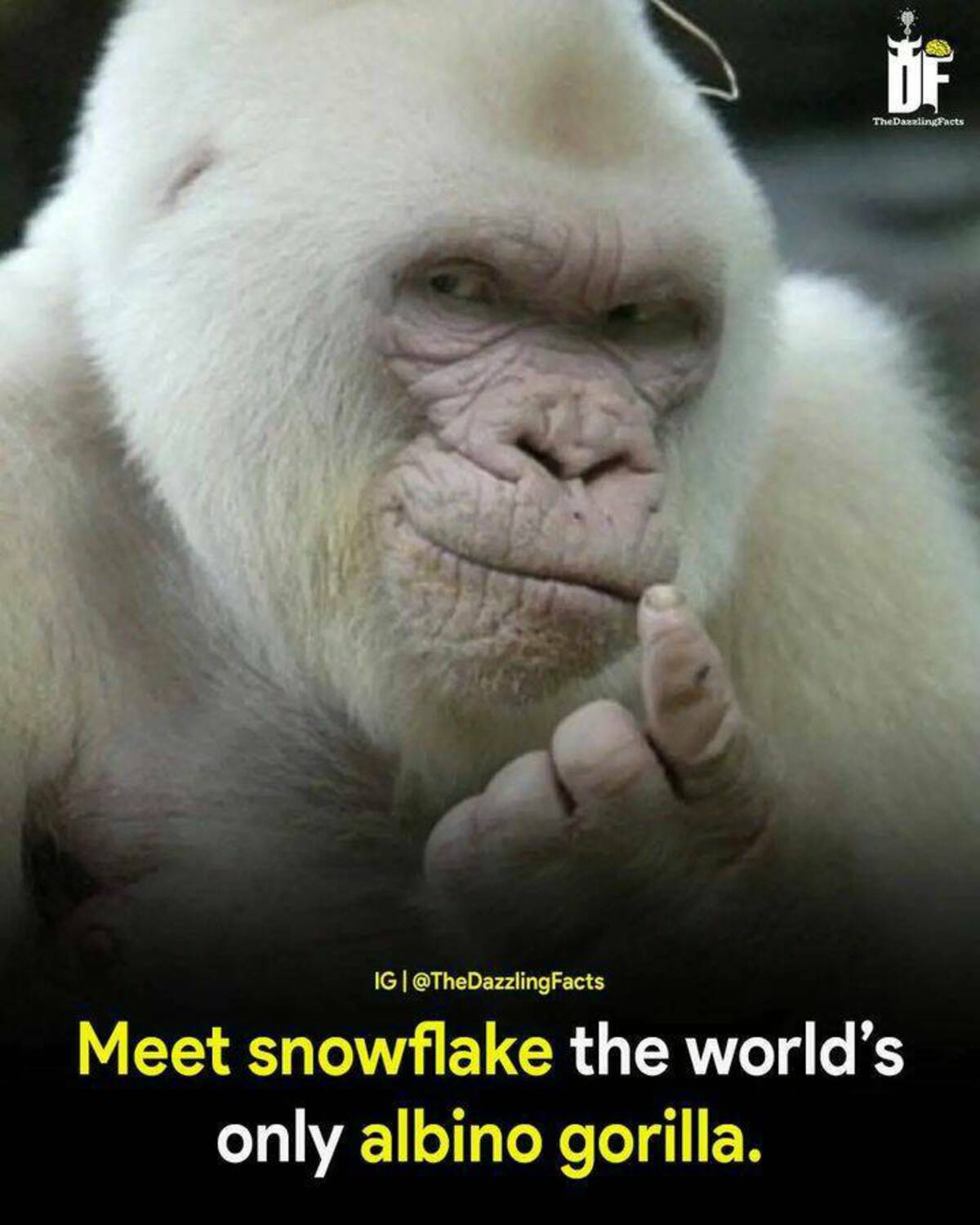 photo caption - Df The Dazzling Facts Ig Meet snowflake the world's only albino gorilla.