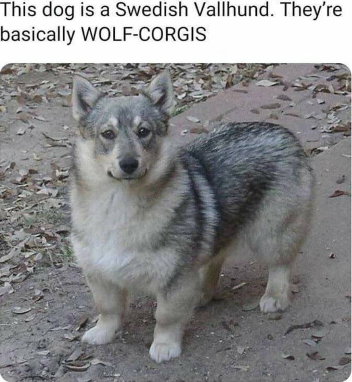 dog is a swedish vallhund they re basically wolf corgis - This dog is a Swedish Vallhund. They're basically WolfCorgis