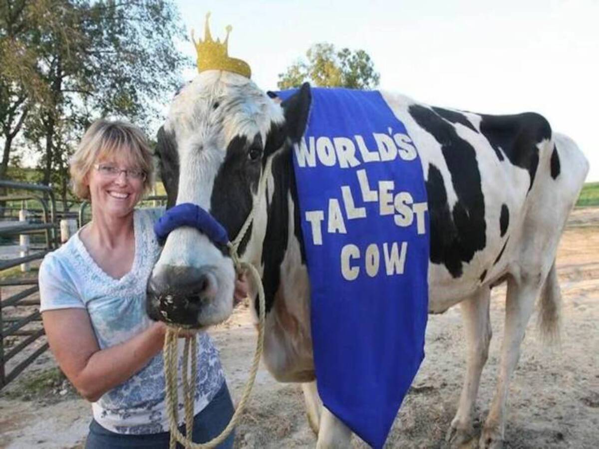 blossom cow - World'S Tallest Cow