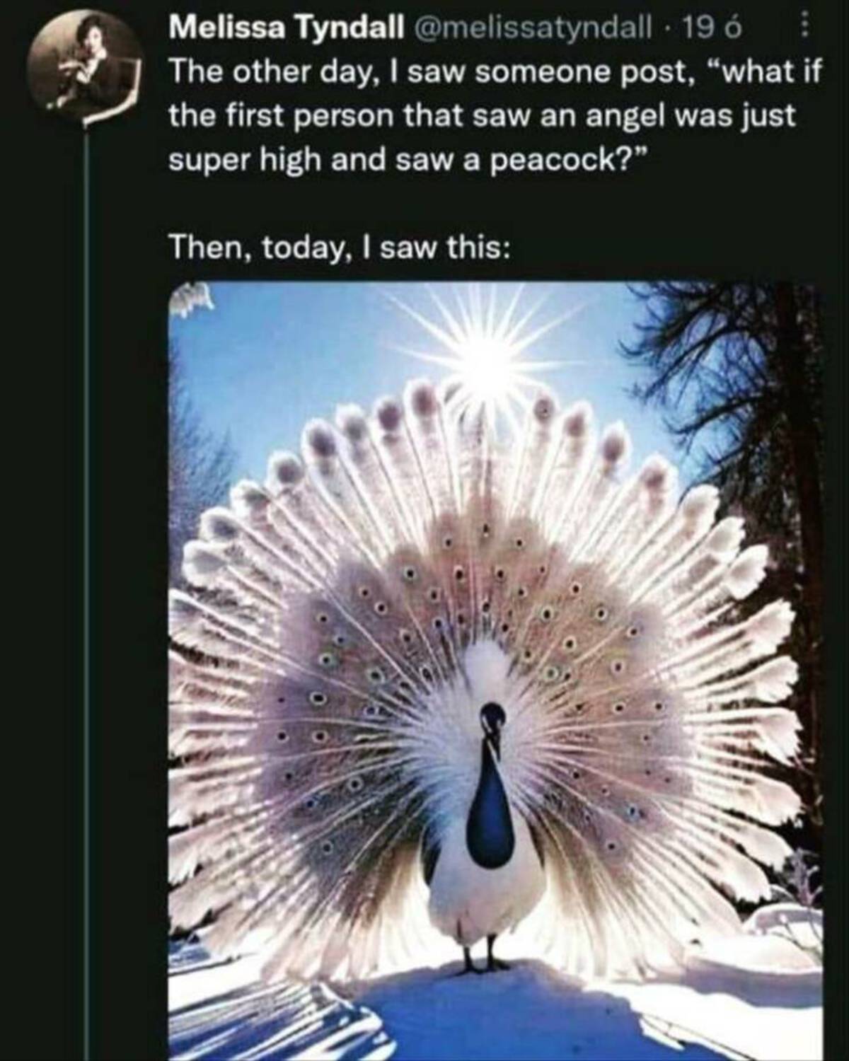 peacock be not afraid - Melissa Tyndall 19 The other day, I saw someone post, "what if the first person that saw an angel was just super high and saw a peacock?" Then, today, I saw this
