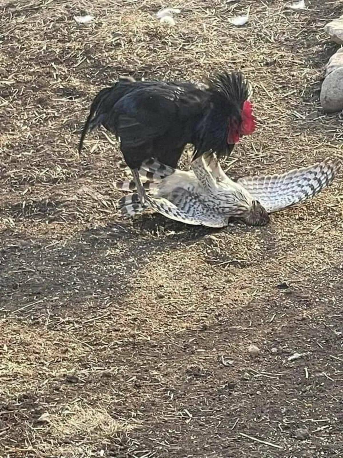 rooster attacking hawk