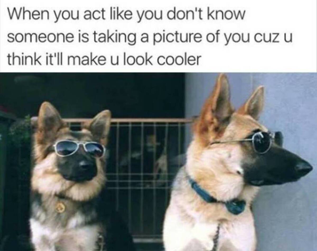 dog memes to brighten your day - When you act you don't know someone is taking a picture of you cuz u think it'll make u look cooler