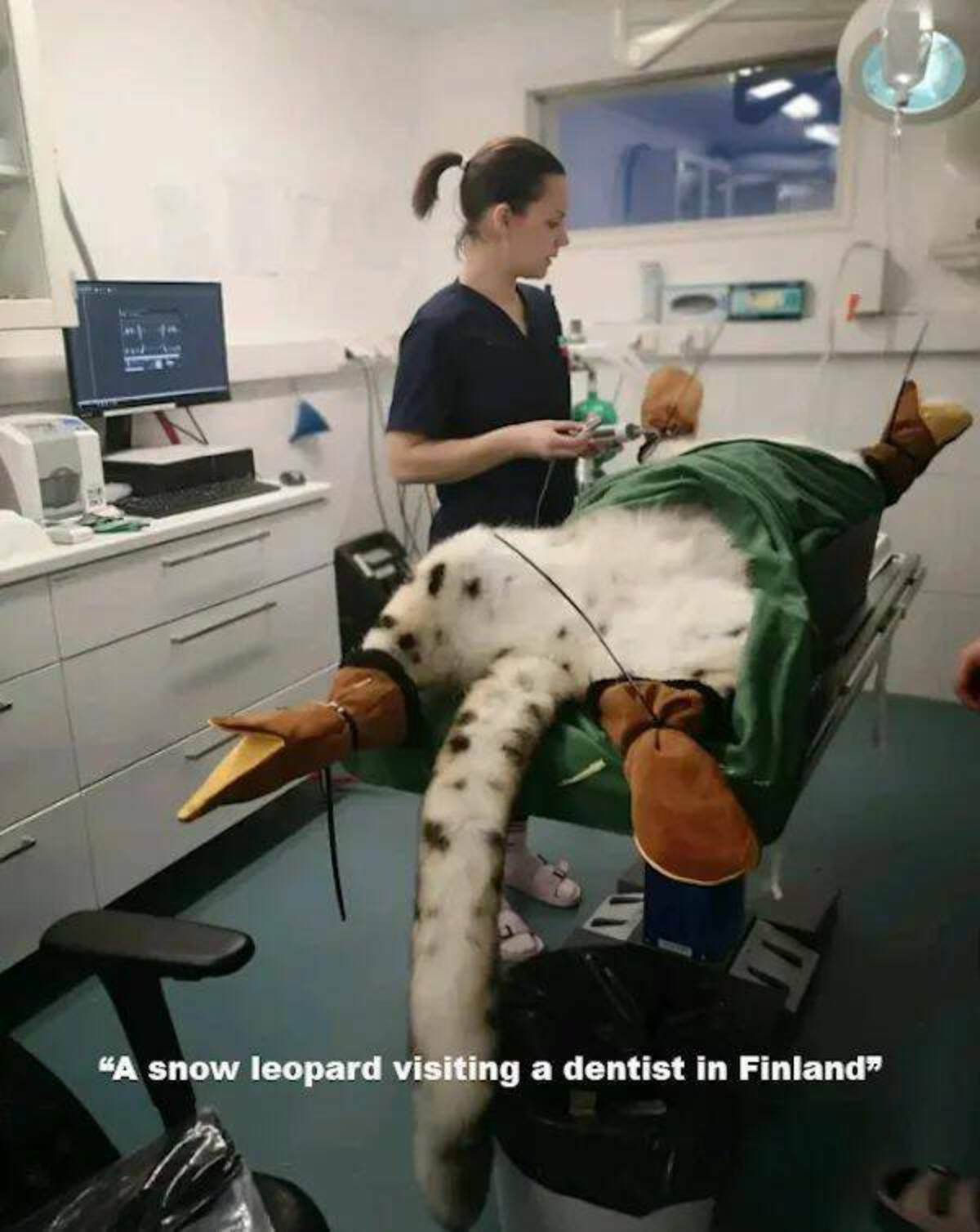 arm - "A snow leopard visiting a dentist in Finland"