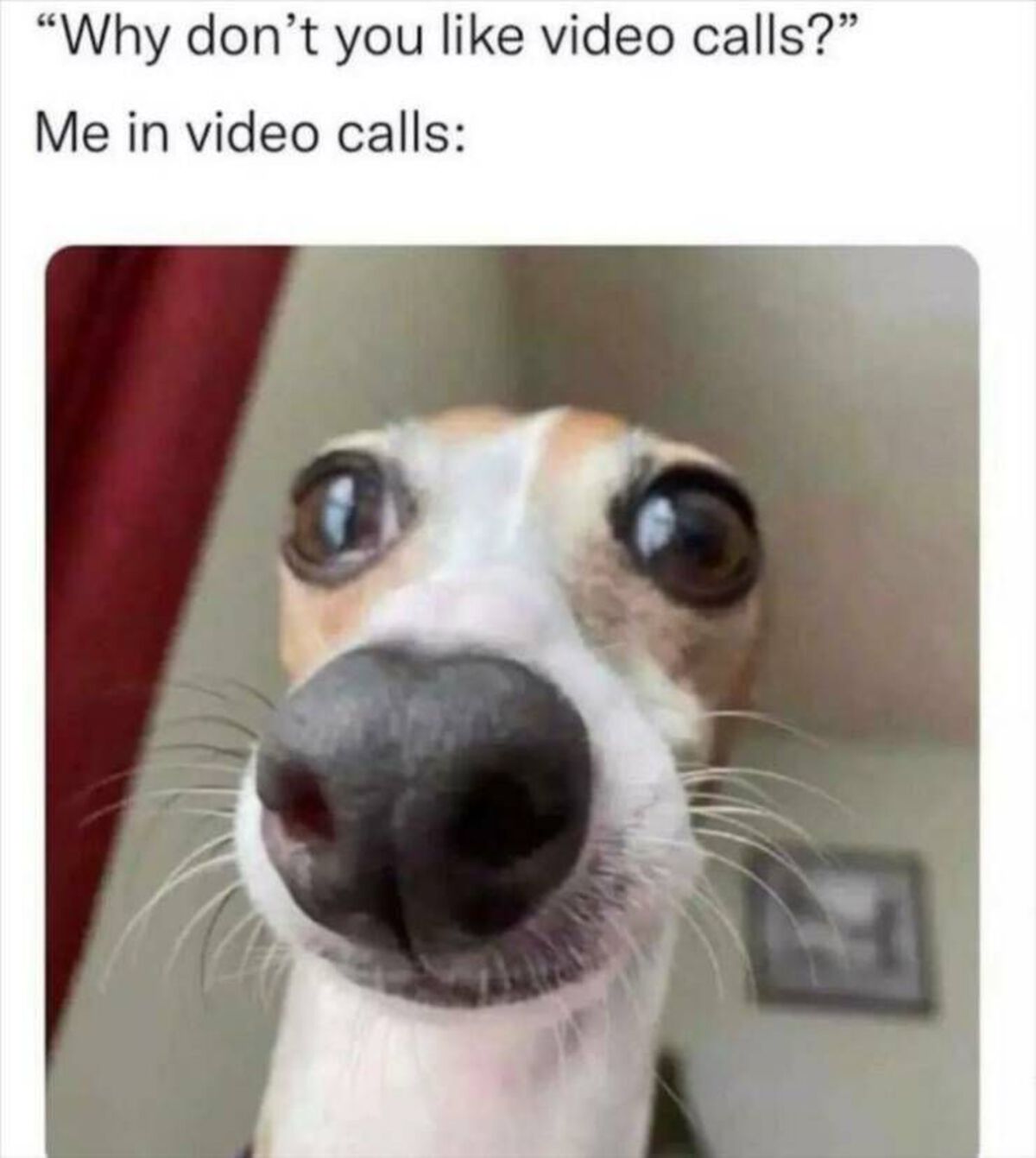 dog memes - "Why don't you video calls?" Me in video calls