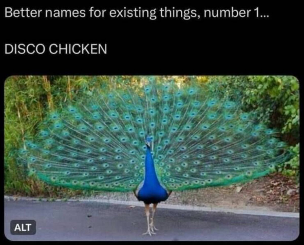 peocock male - Better names for existing things, number 1... Disco Chicken Alt