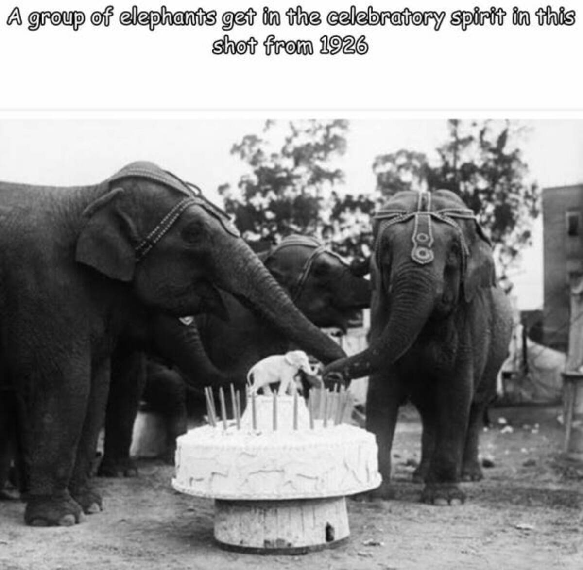 celebrating elephant - A group of elephants get in the celebratory spirit in this shot from 1926
