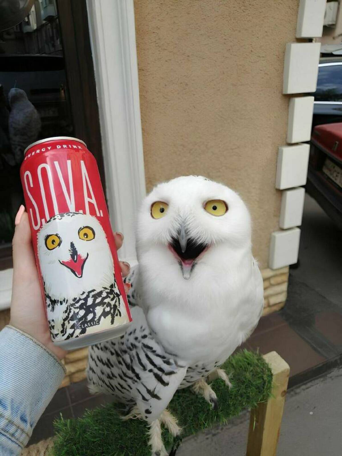 snowy owl - Nergy Drink Vaus Classic