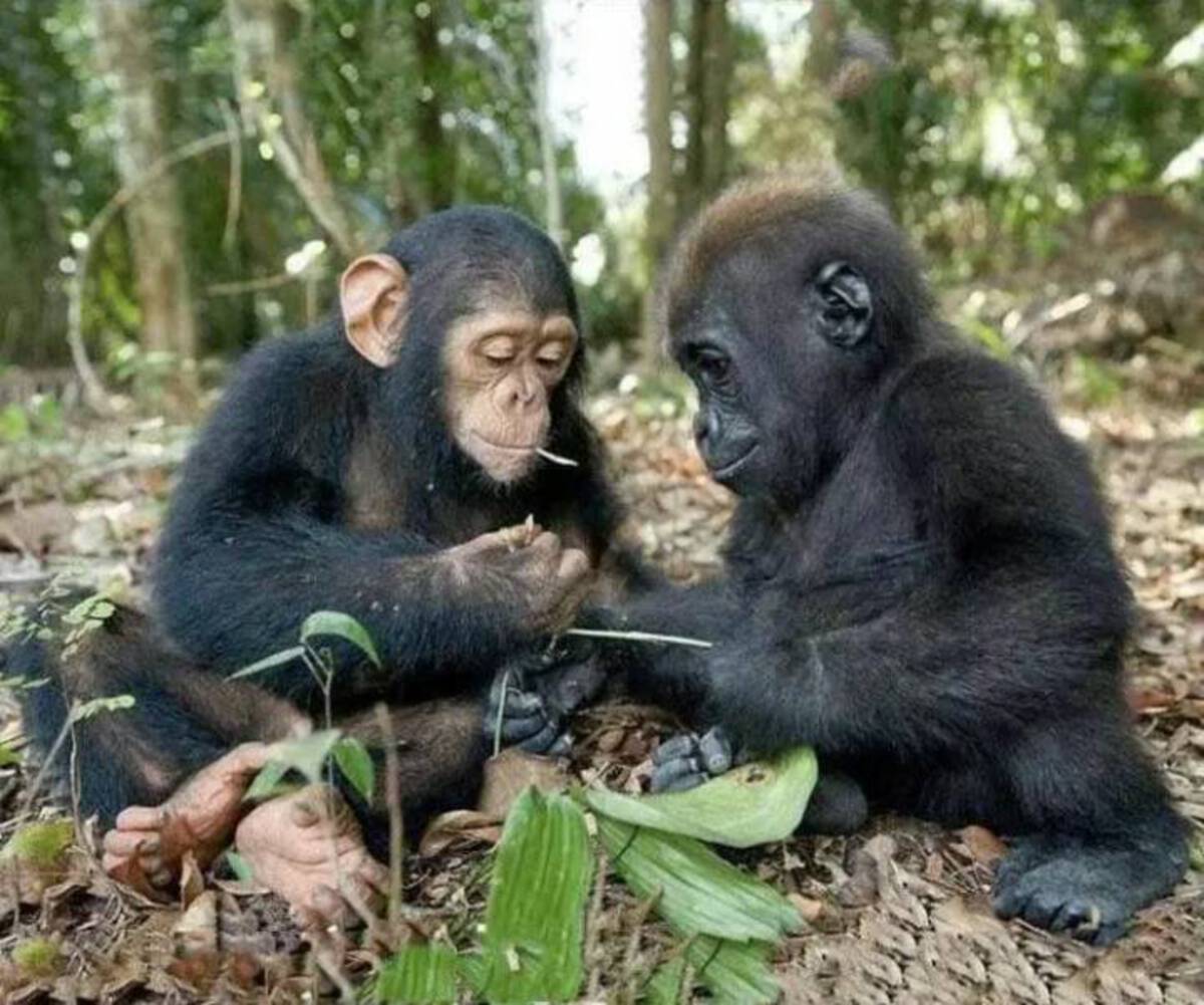 baby gorilla and chimp