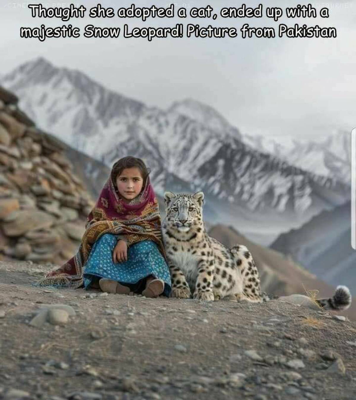 african leopard - Cine Thought she adopted a cat, ended up with a majestic Snow Leopard! Picture from Pakistan