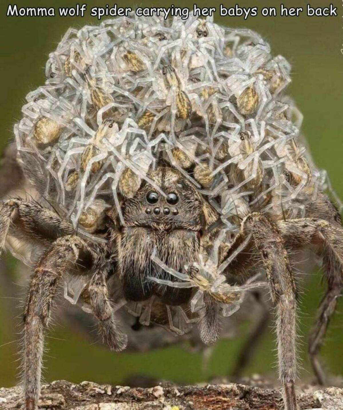wolf spider - Momma wolf spider carrying her babys on her back