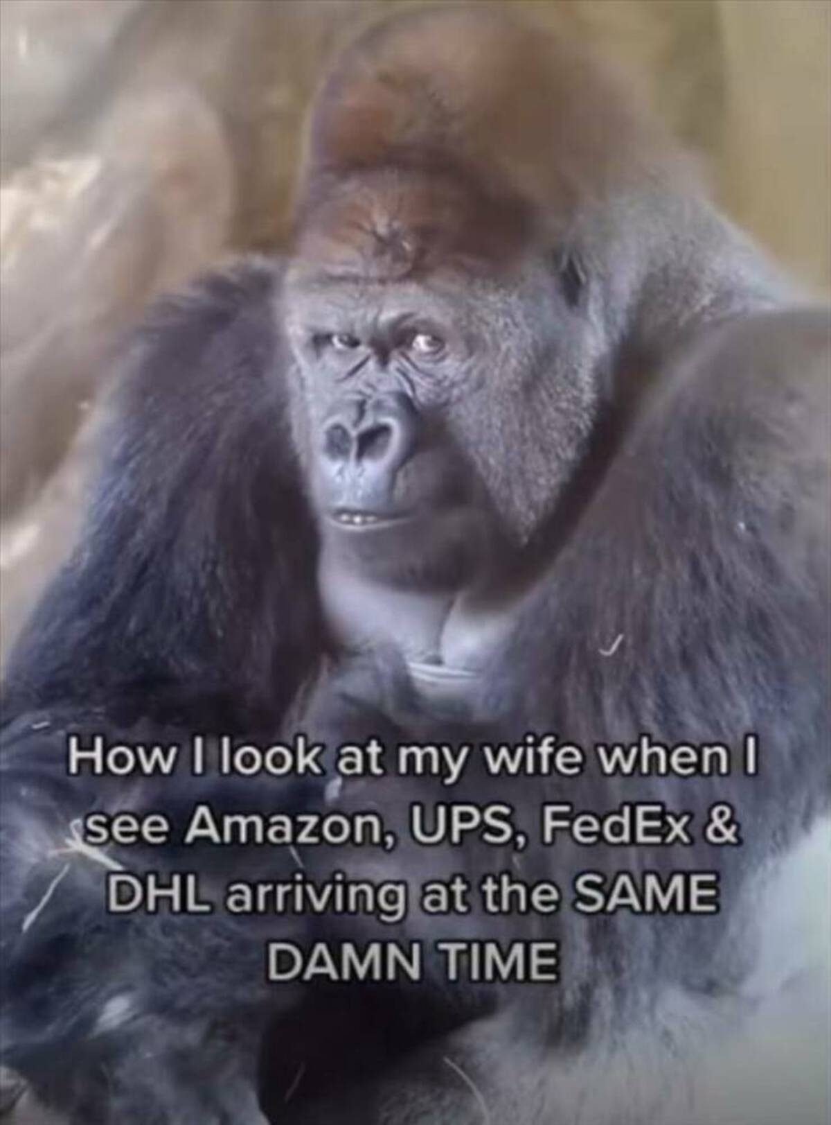 monkey - How I look at my wife when I see Amazon, Ups, FedEx & Dhl arriving at the Same Damn Time