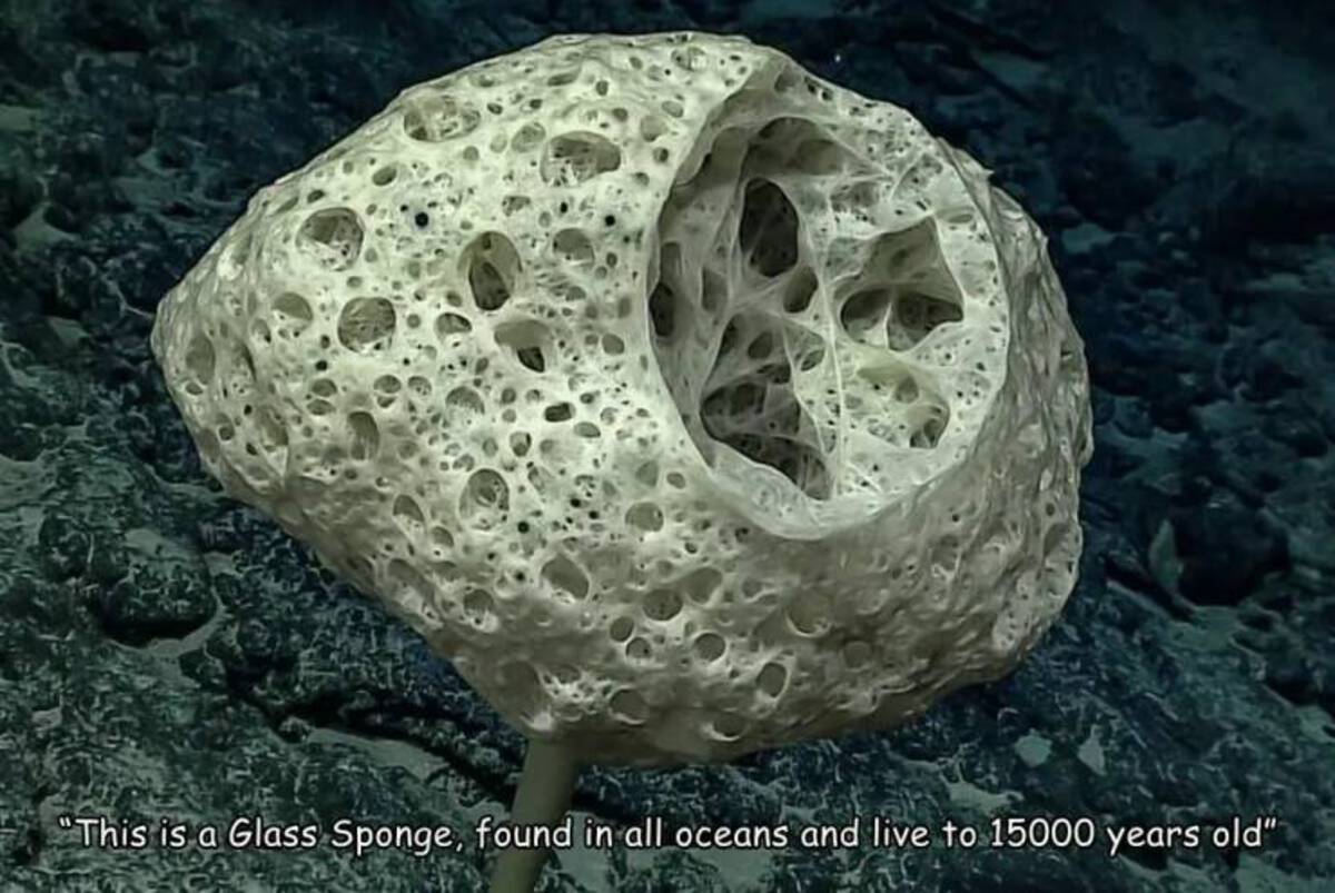 stalked glass sponge - "This is a Glass Sponge, found in all oceans and live to 15000 years old"