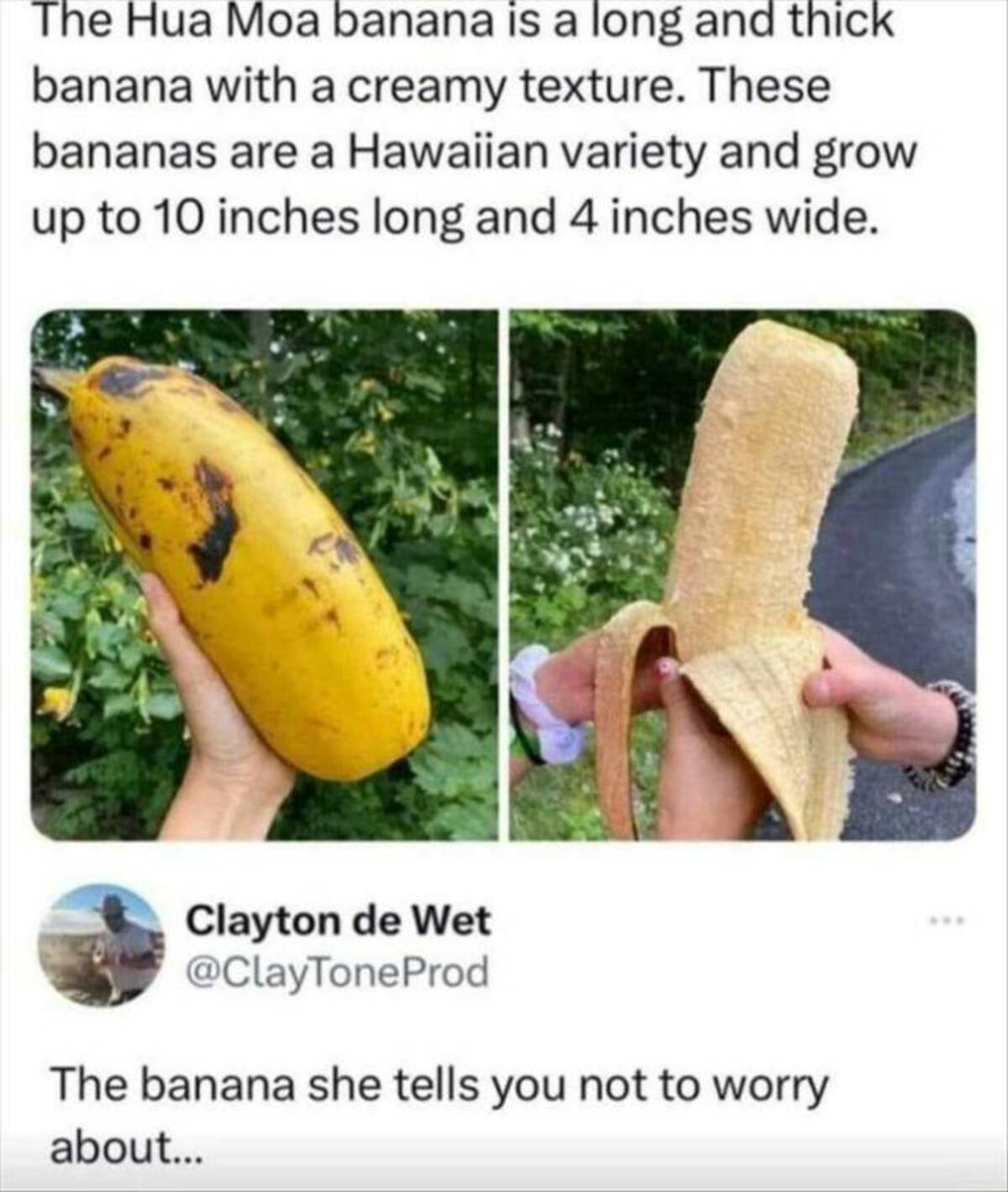 giant banana - The Hua Moa banana is a long and thick banana with a creamy texture. These bananas are a Hawaiian variety and grow up to 10 inches long and 4 inches wide. Clayton de Wet The banana she tells you not to worry about...