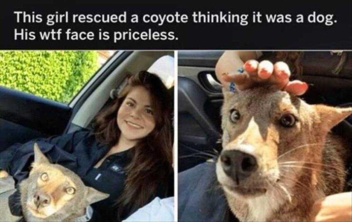 This girl rescued a coyote thinking it was a dog. His wtf face is priceless.