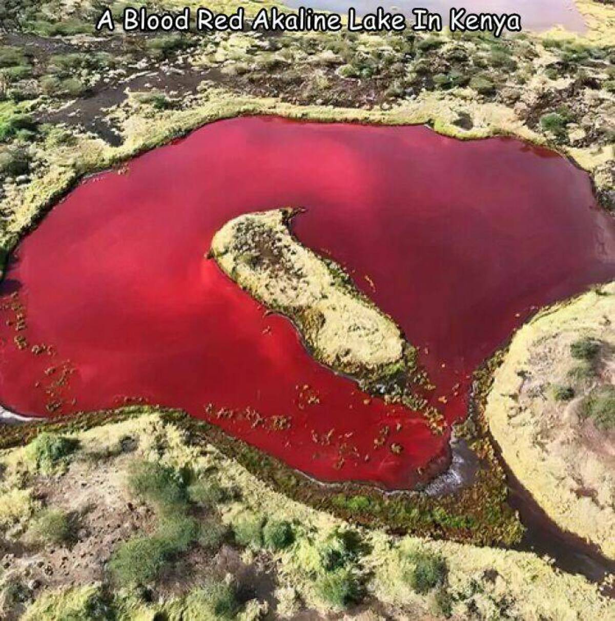 alkaline lake - A Blood Red Akaline Lake In Kenya