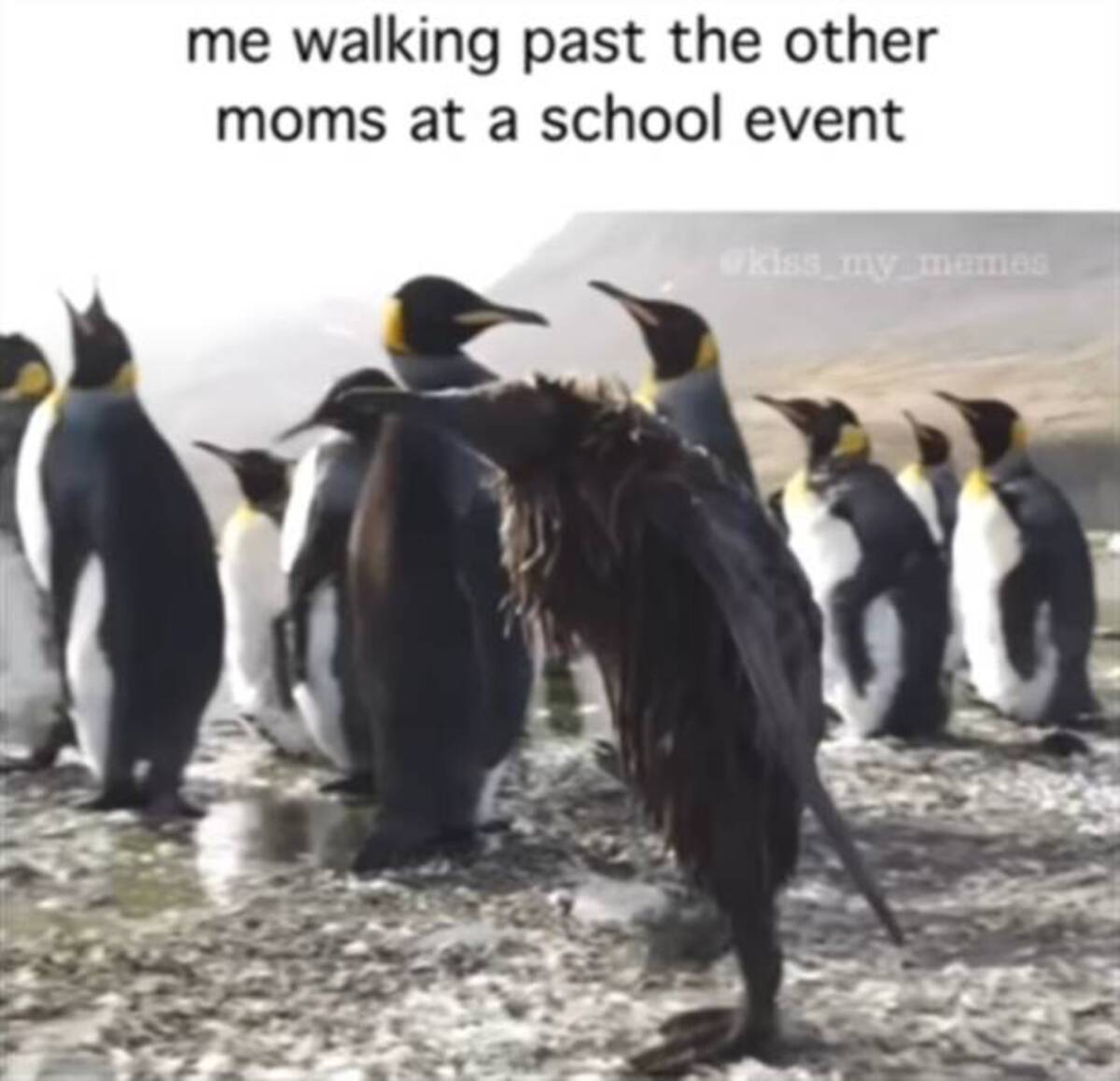 emperor penguin - me walking past the other moms at a school event