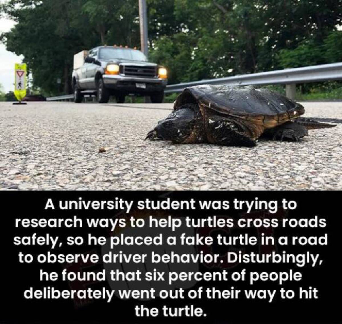 chelonoidis - A university student was trying to research ways to help turtles cross roads safely, so he placed a fake turtle in a road to observe driver behavior. Disturbingly, he found that six percent of people deliberately went out of their way to hit