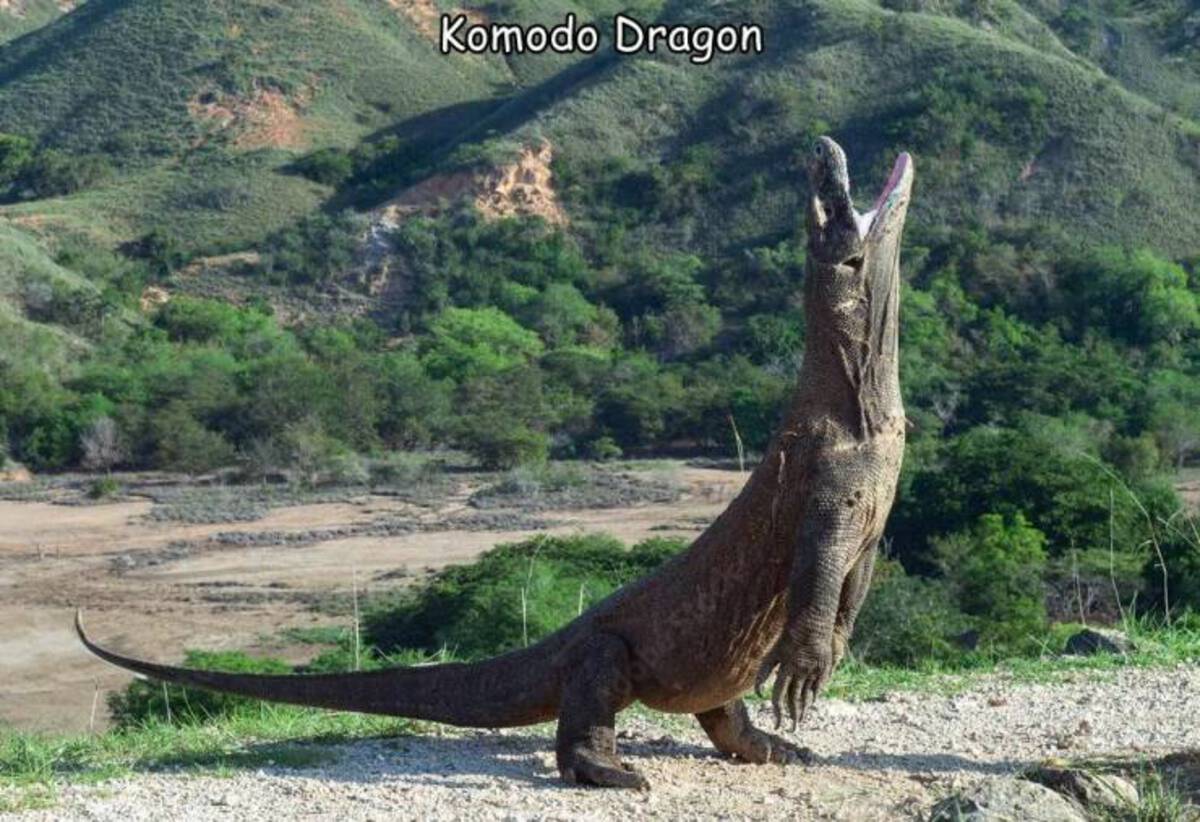 komodo dragon standing on hind legs