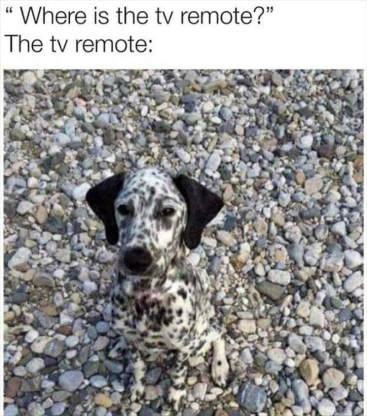 camouflage pets - "Where is the tv remote?" The tv remote
