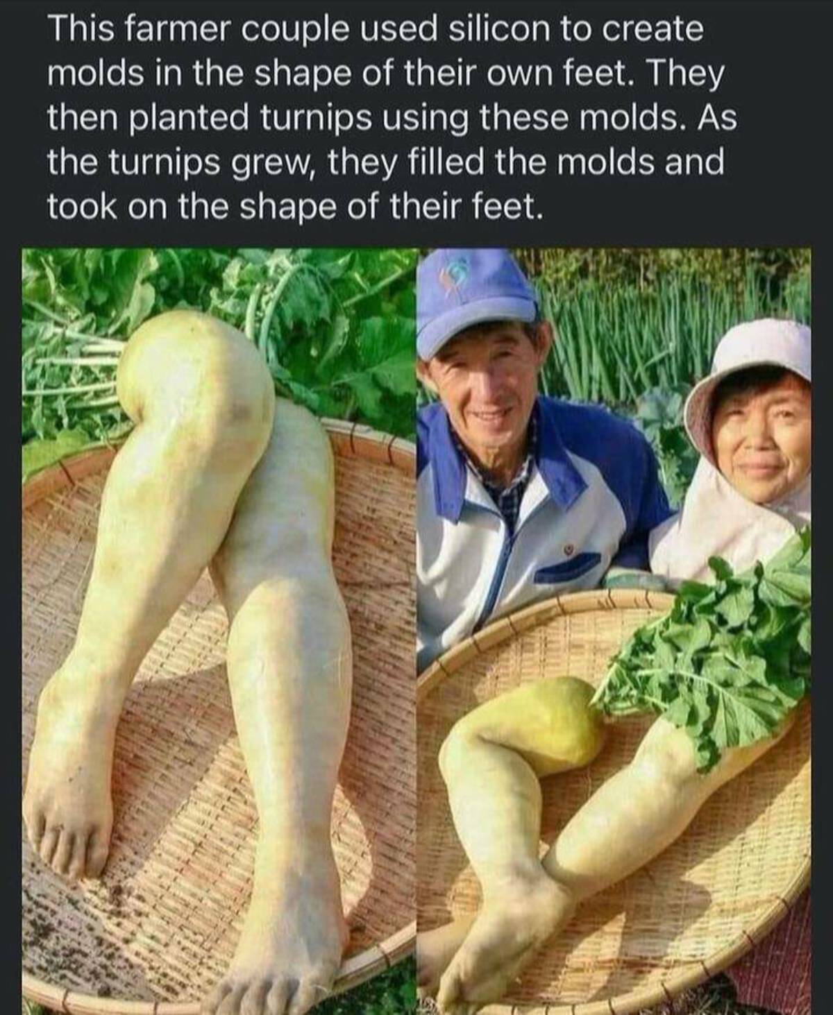 foot turnip - This farmer couple used silicon to create molds in the shape of their own feet. They then planted turnips using these molds. As the turnips grew, they filled the molds and took on the shape of their feet.