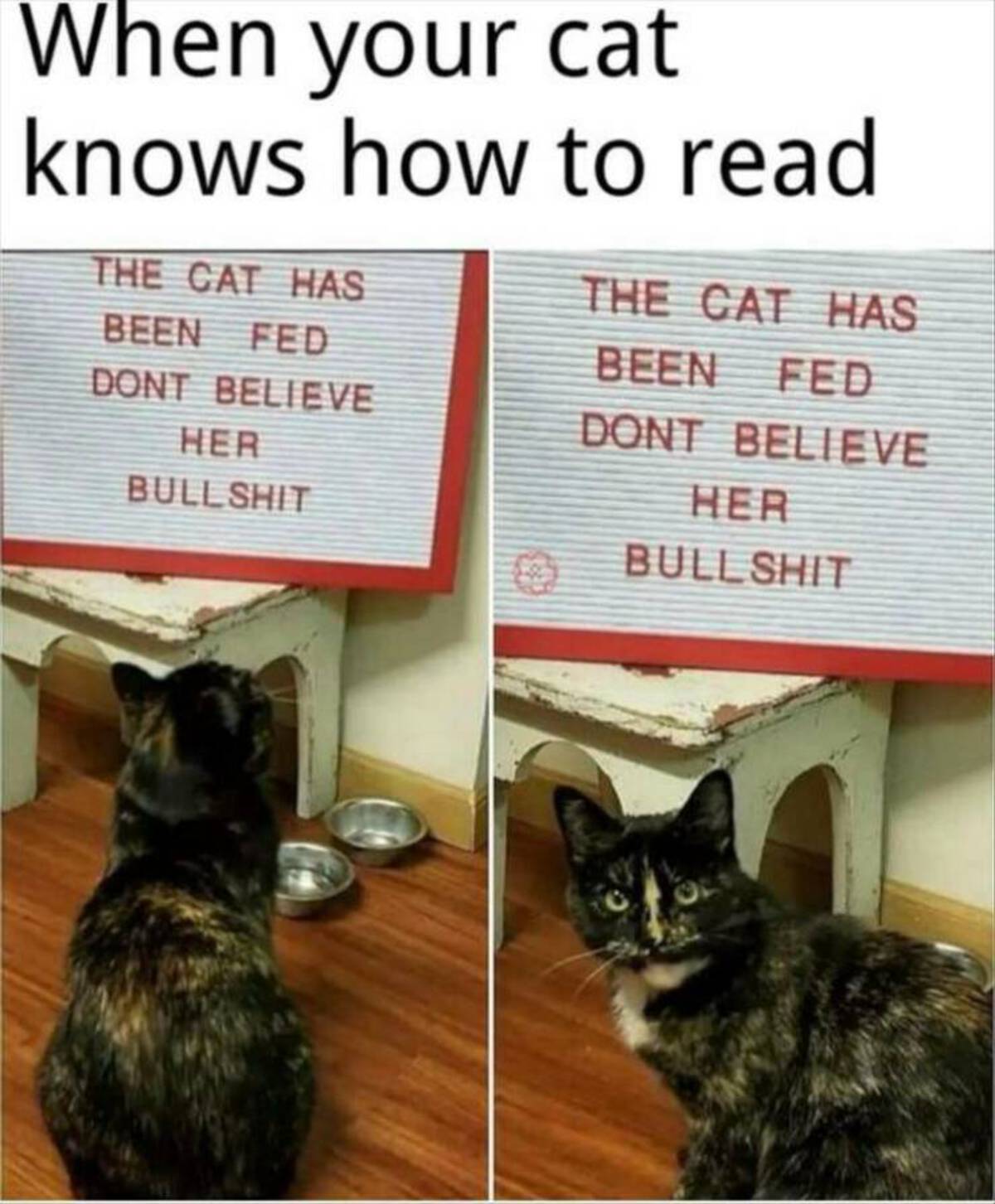 cat has been fed meme - When your cat knows how to read The Cat Has Been Fed Dont Believe Her Bullshit The Cat Has Been Fed Dont Believe Her Bull Shit