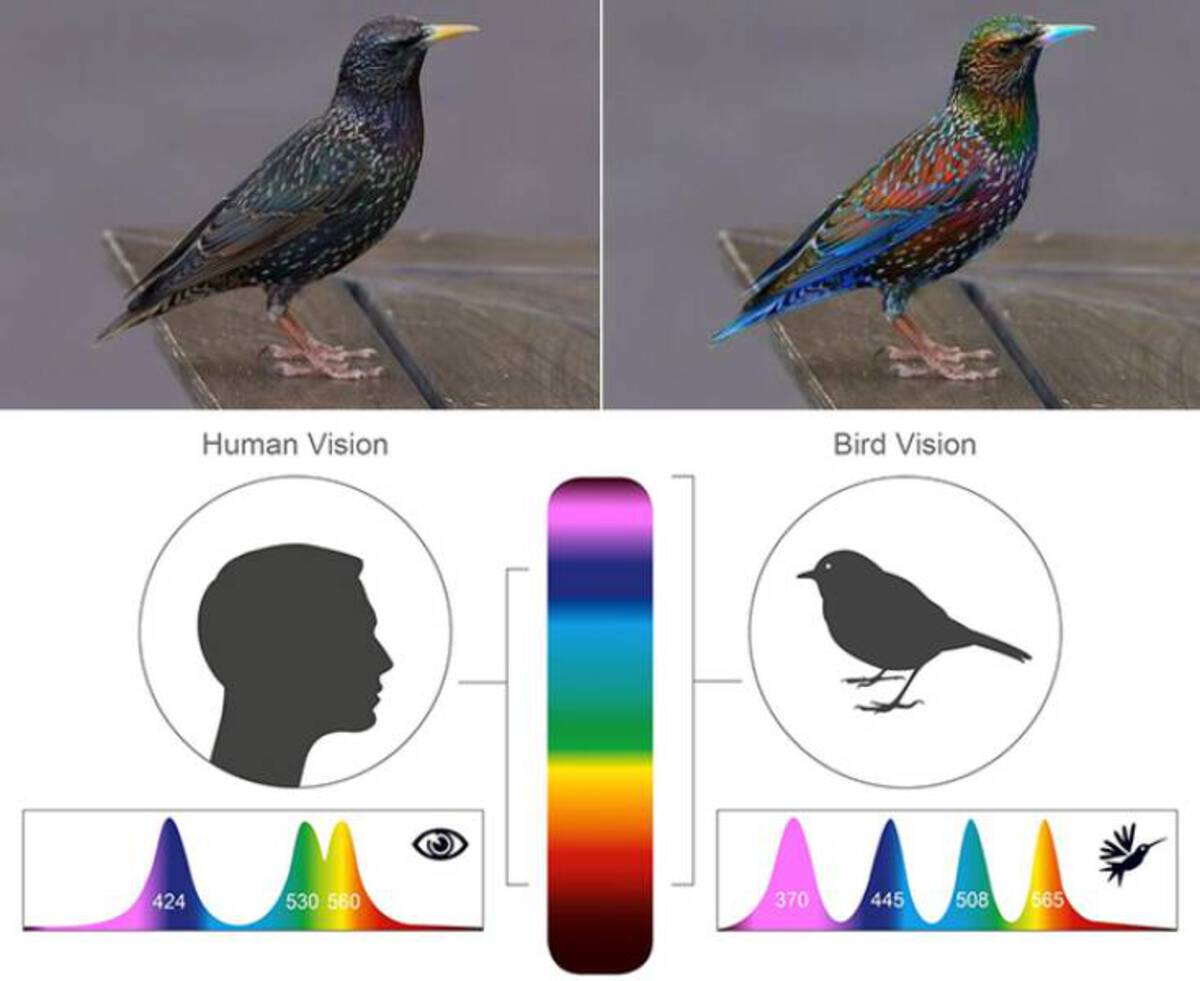 starling through bird eyes - Human Vision Bird Vision 424 530 560 370 445 508 565