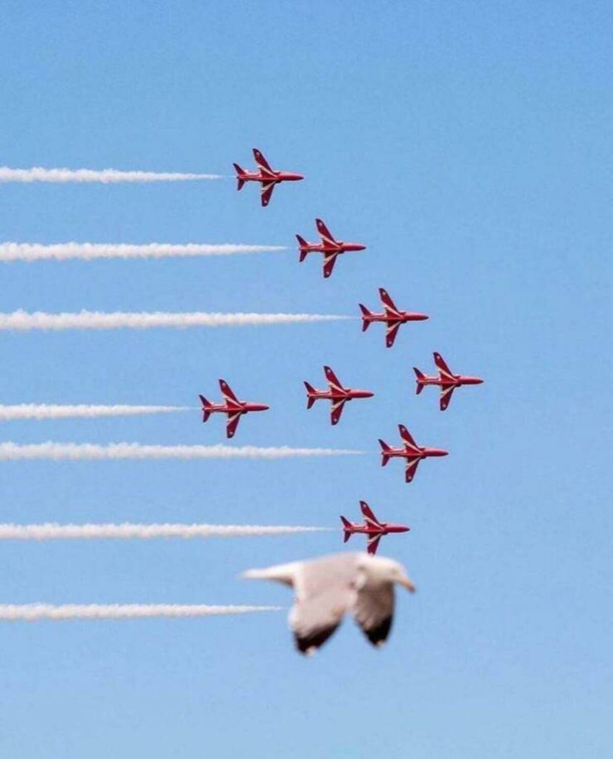 red arrows seagull