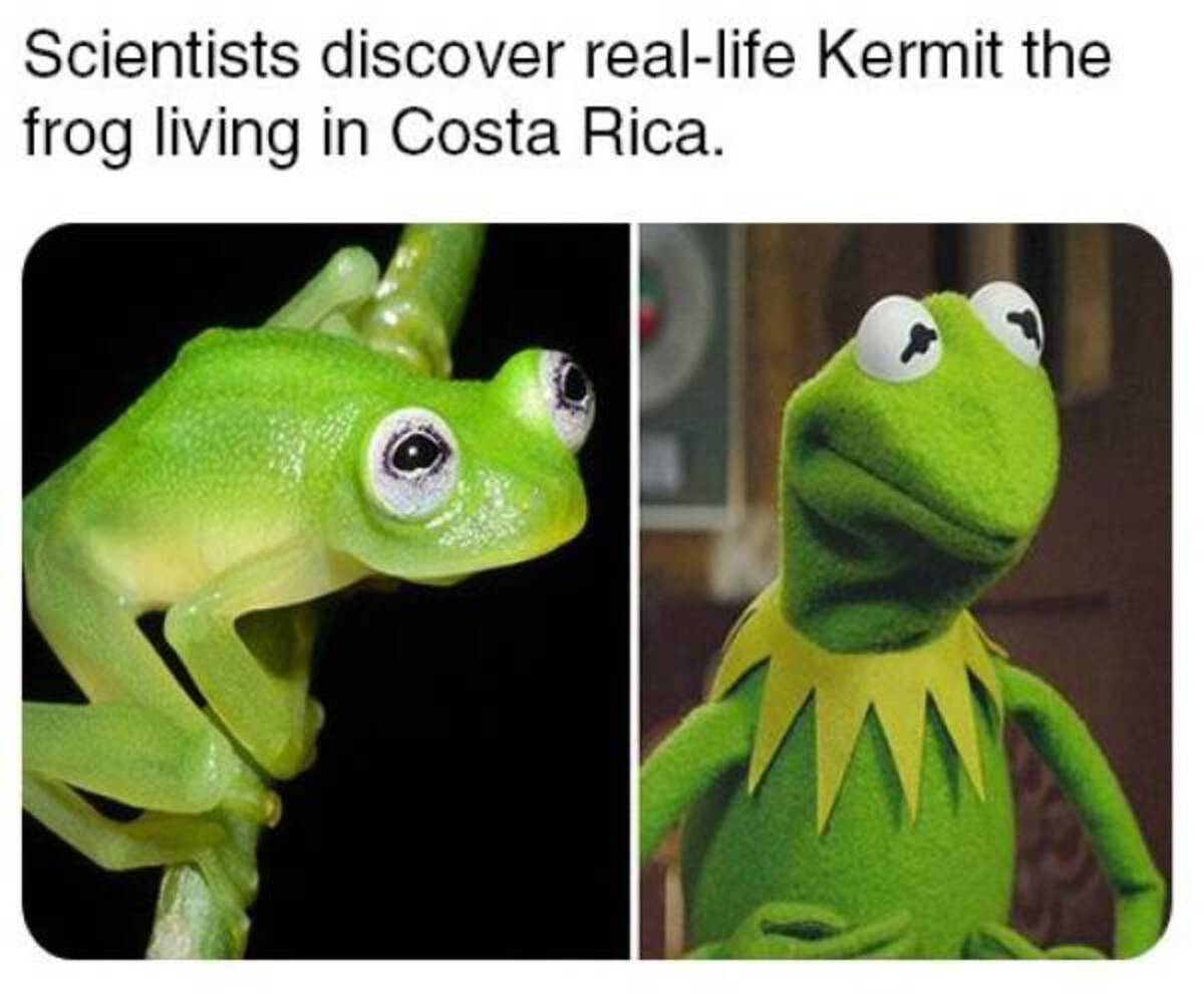 shrub frog - Scientists discover reallife Kermit the frog living in Costa Rica.