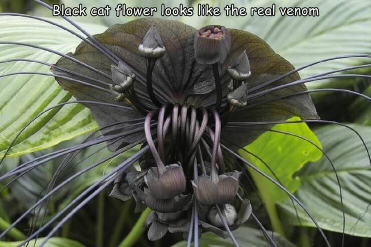 black bat flower rare - Black cat flower looks the real venom