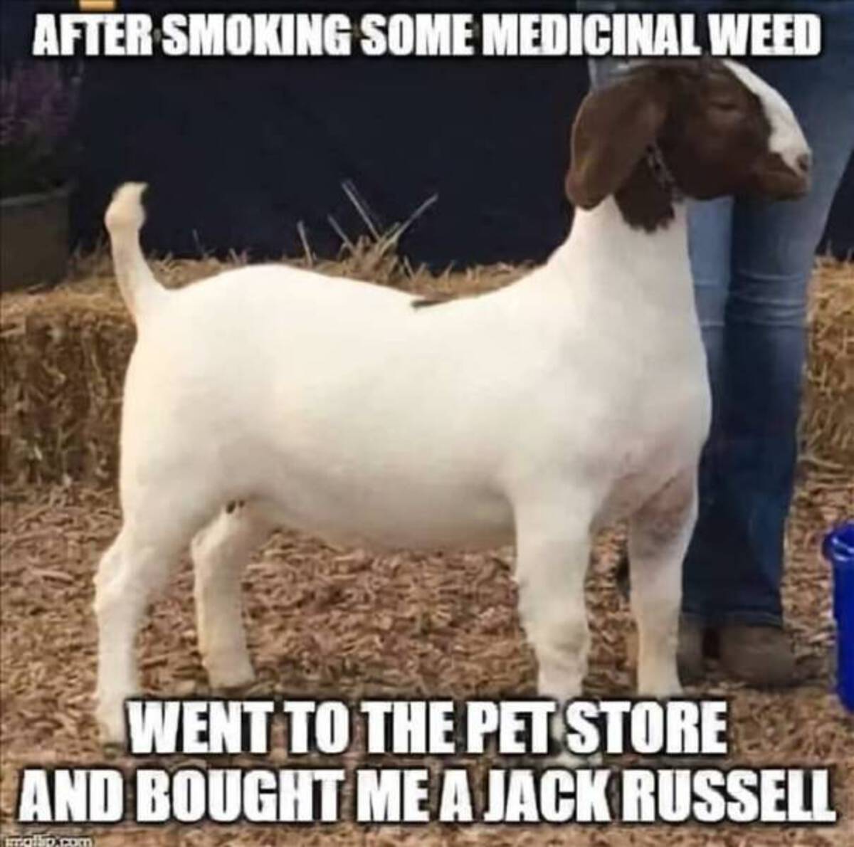 goat - After Smoking Some Medicinal Weed Went To The Pet Store And Bought Me A Jack Russell imaiboxcom