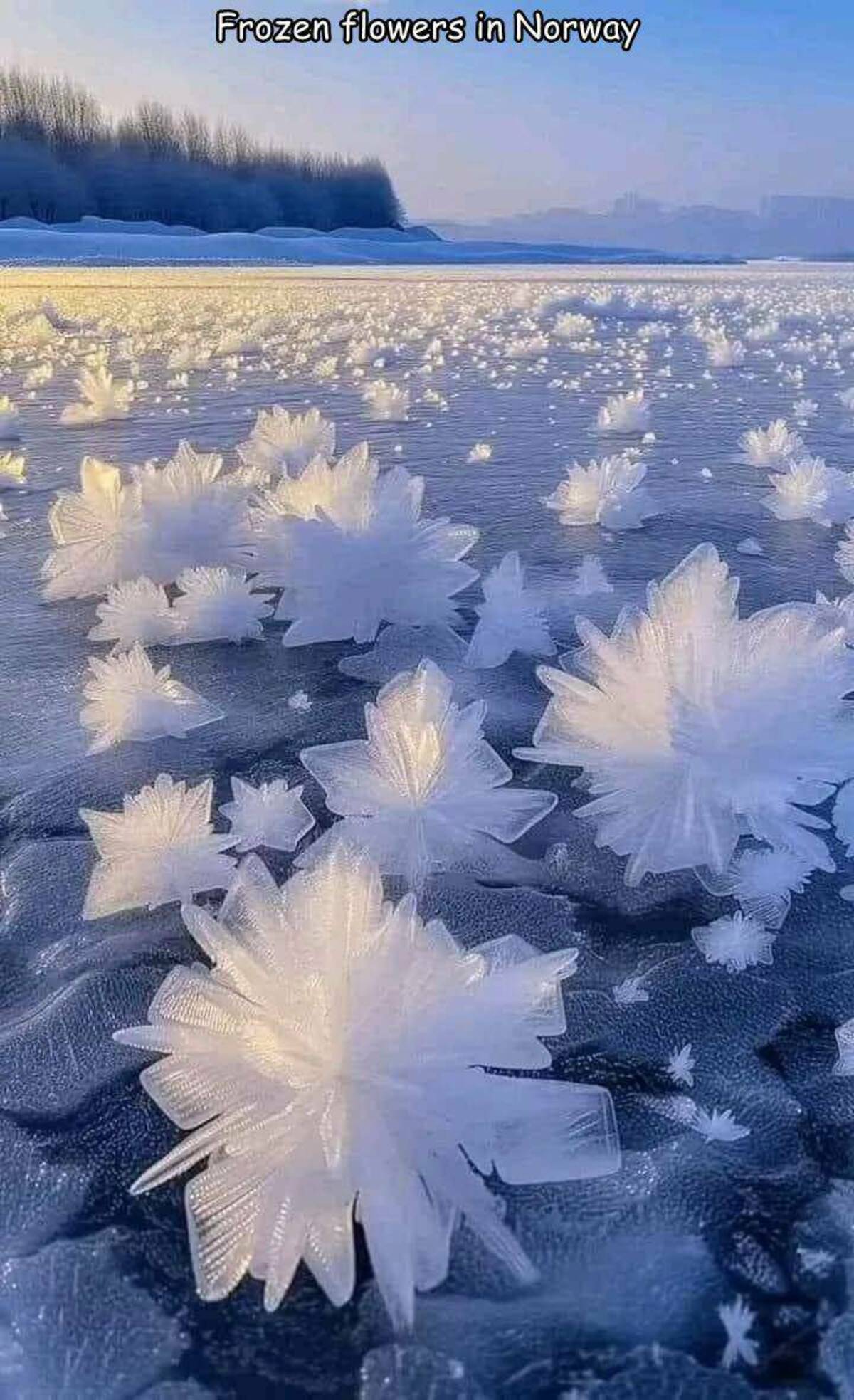 ice flowers norway - Frozen flowers in Norway