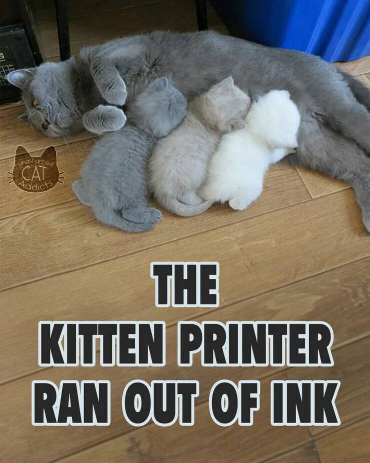 paw - Unashamed Cat Addicts The Kitten Printer Ran Out Of Ink