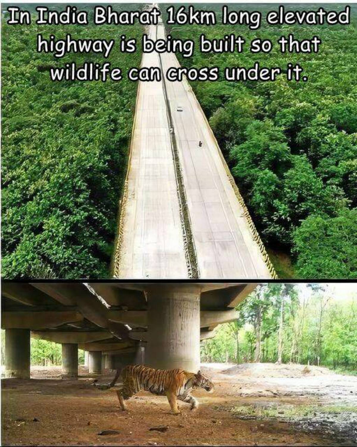 16 km long elevated highway in india - In India Bharat 16km long elevated highway is being built so that wildlife can cross under it.