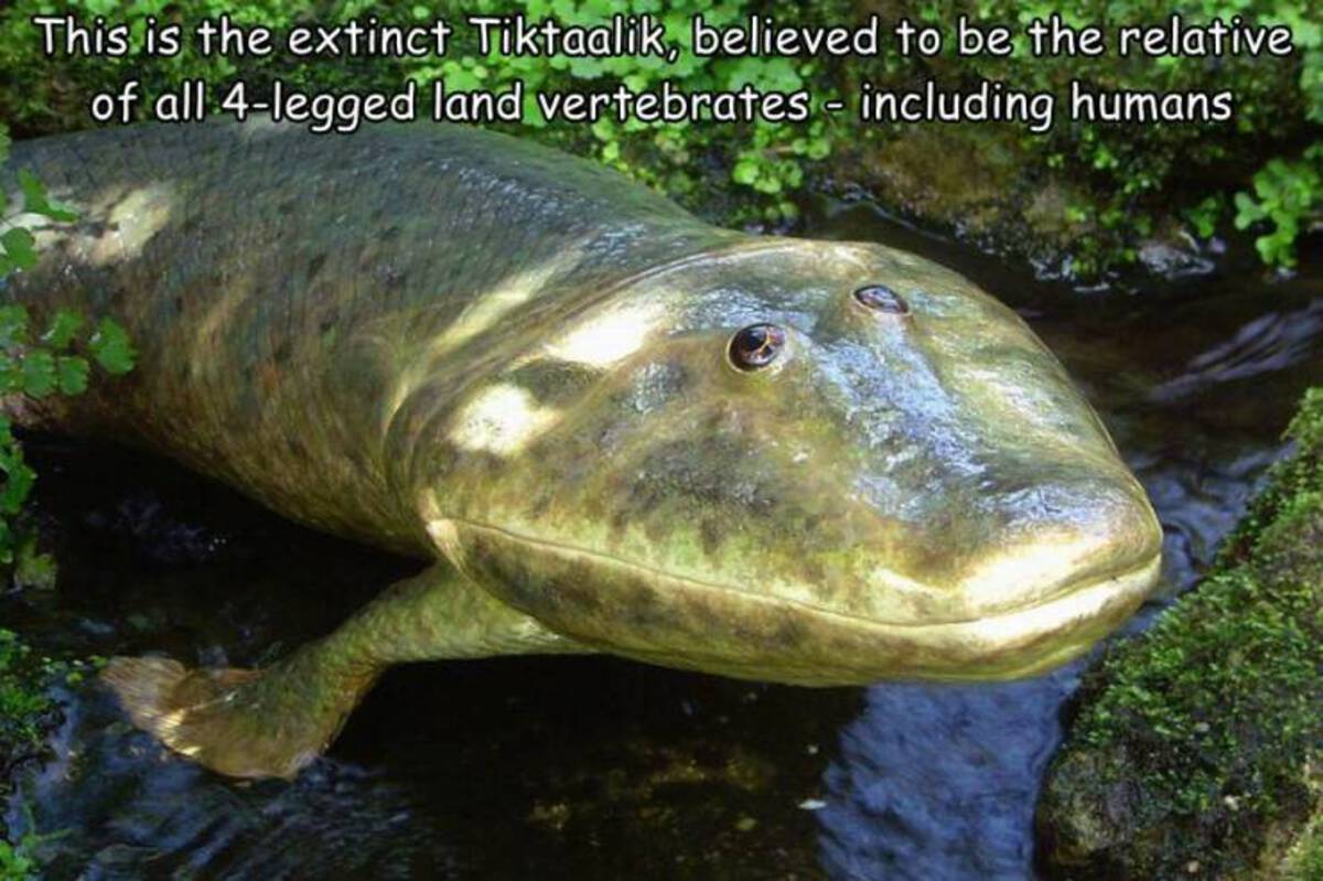 This is the extinct Tiktaalik, believed to be the relative of all 4legged land vertebrates including humans