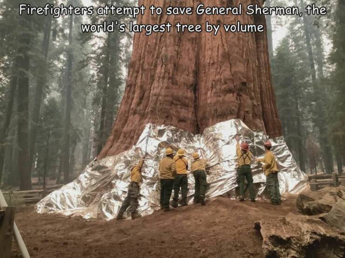 General Sherman Tree - Firefighters attempt to save General Sherman, the world's largest tree by volume