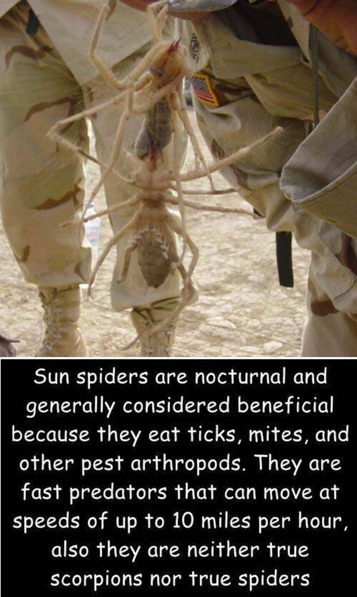 Sun spiders are nocturnal and generally considered beneficial because they eat ticks, mites, and other pest arthropods. They are fast predators that can move at speeds of up to 10 miles per hour, also they are neither true scorpions nor true spiders