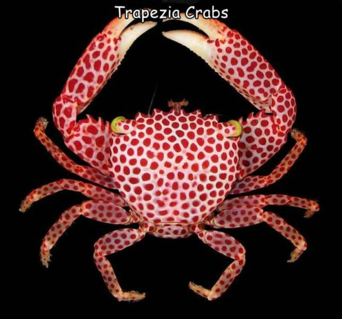 trapezia rufopunctata - Trapezia Crabs