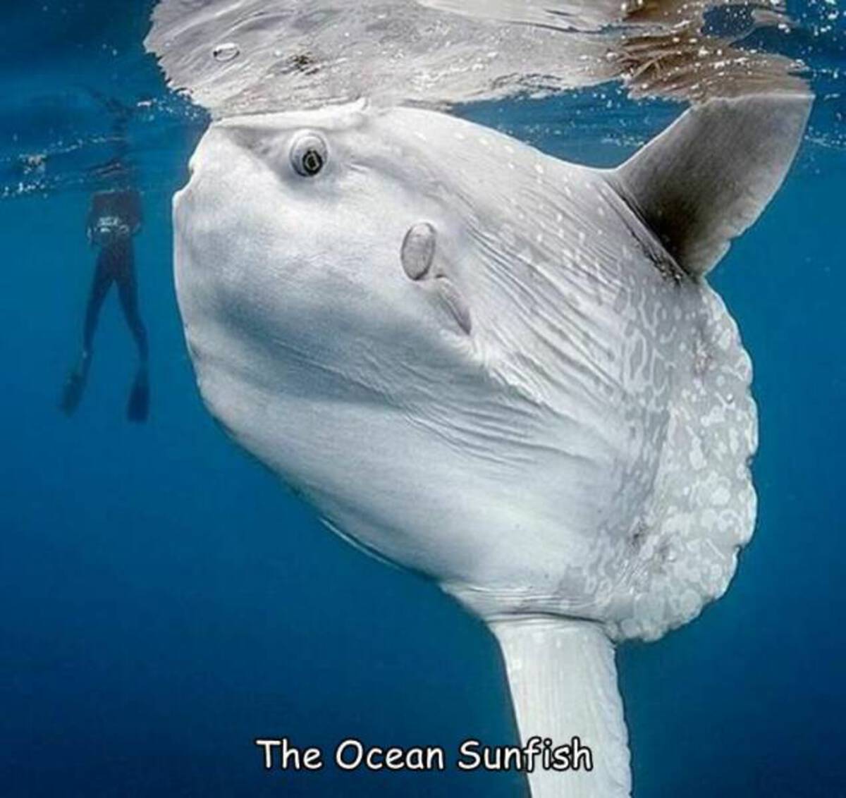 sun fsh - The Ocean Sunfish
