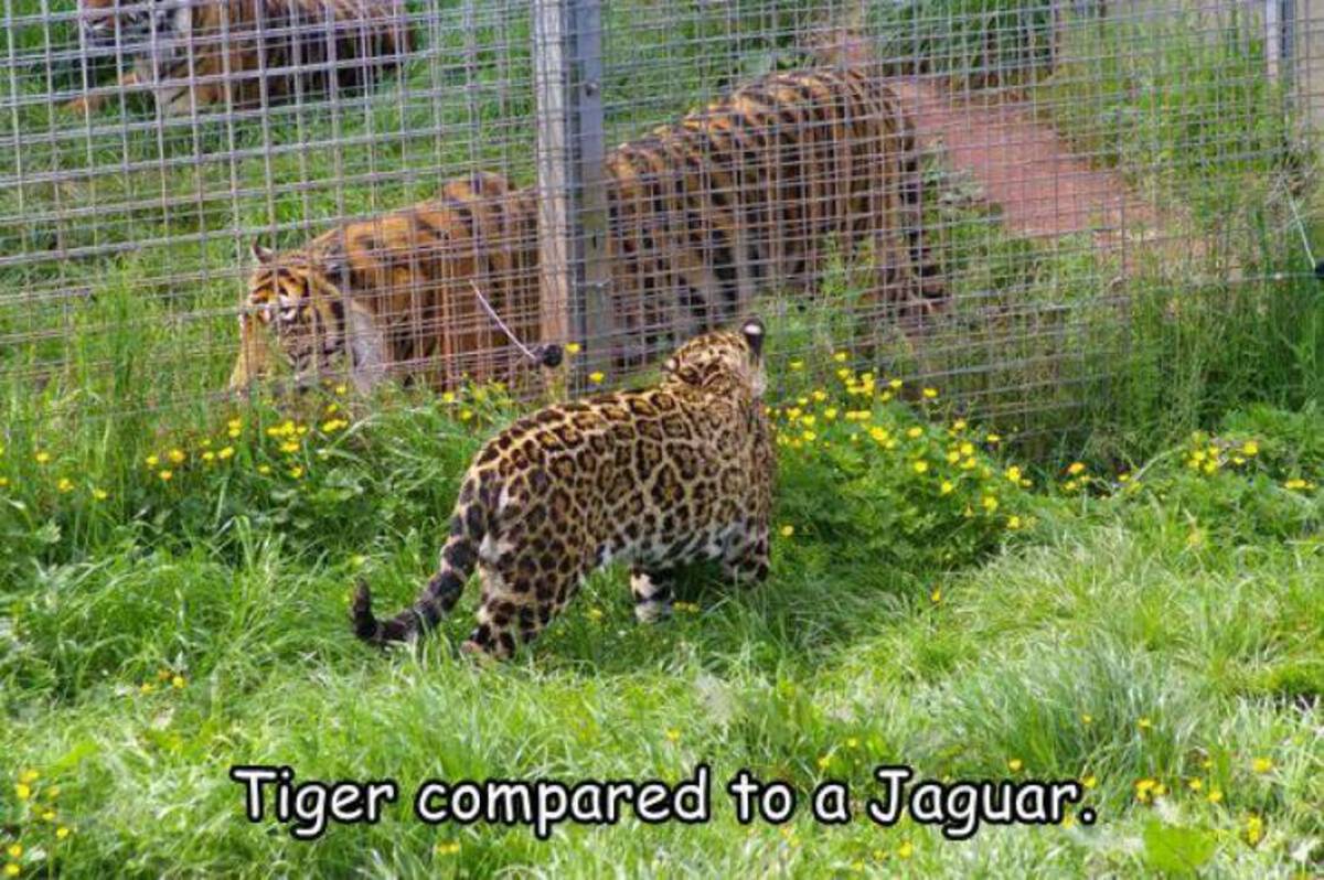 tiger vs jaguar size comparison - Tiger compared to a Jaguar.