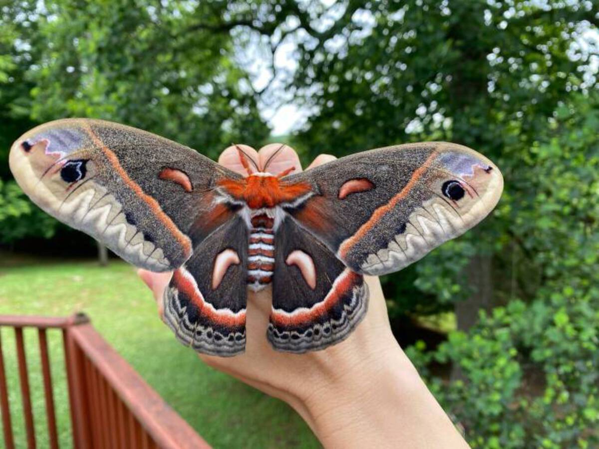 north america's biggest moth - www Cd