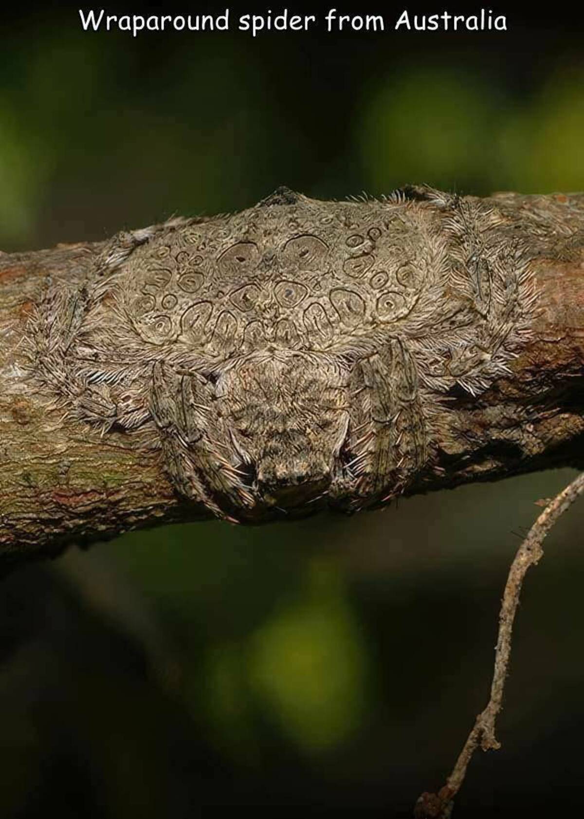 spider camouflage on tree - Wraparound spider from Australia