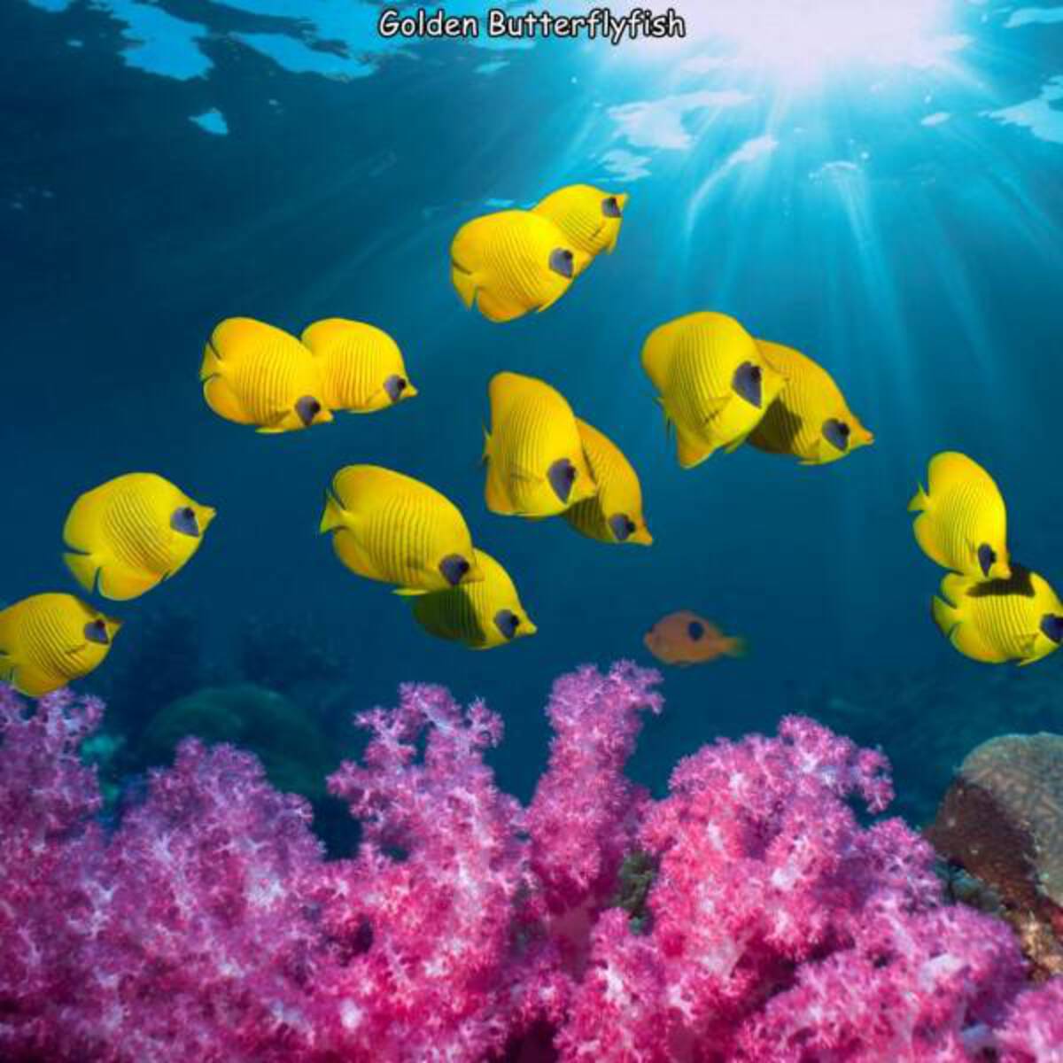 tropical fish coral reef - Golden Butterflyfish