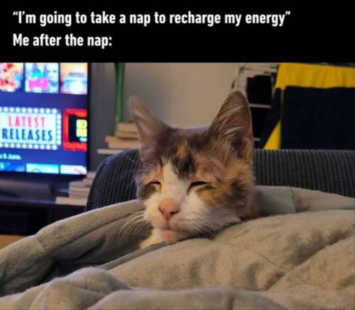 domestic short-haired cat - "I'm going to take a nap to recharge my energy" Me after the nap Latest Releases