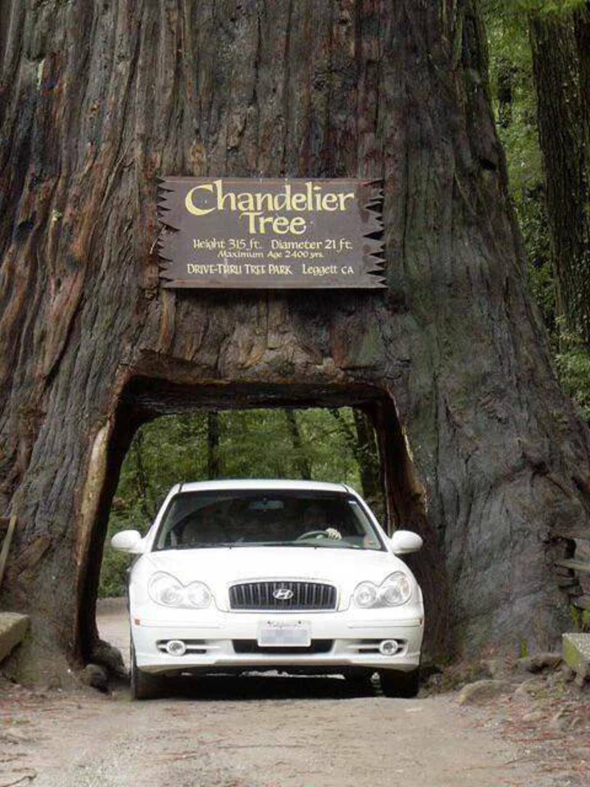 Chandelier Tree Height 315 ft. Diameter 21 ft. Maximum Age 2400 yrs DriveThru Tree Park Leggett Ca