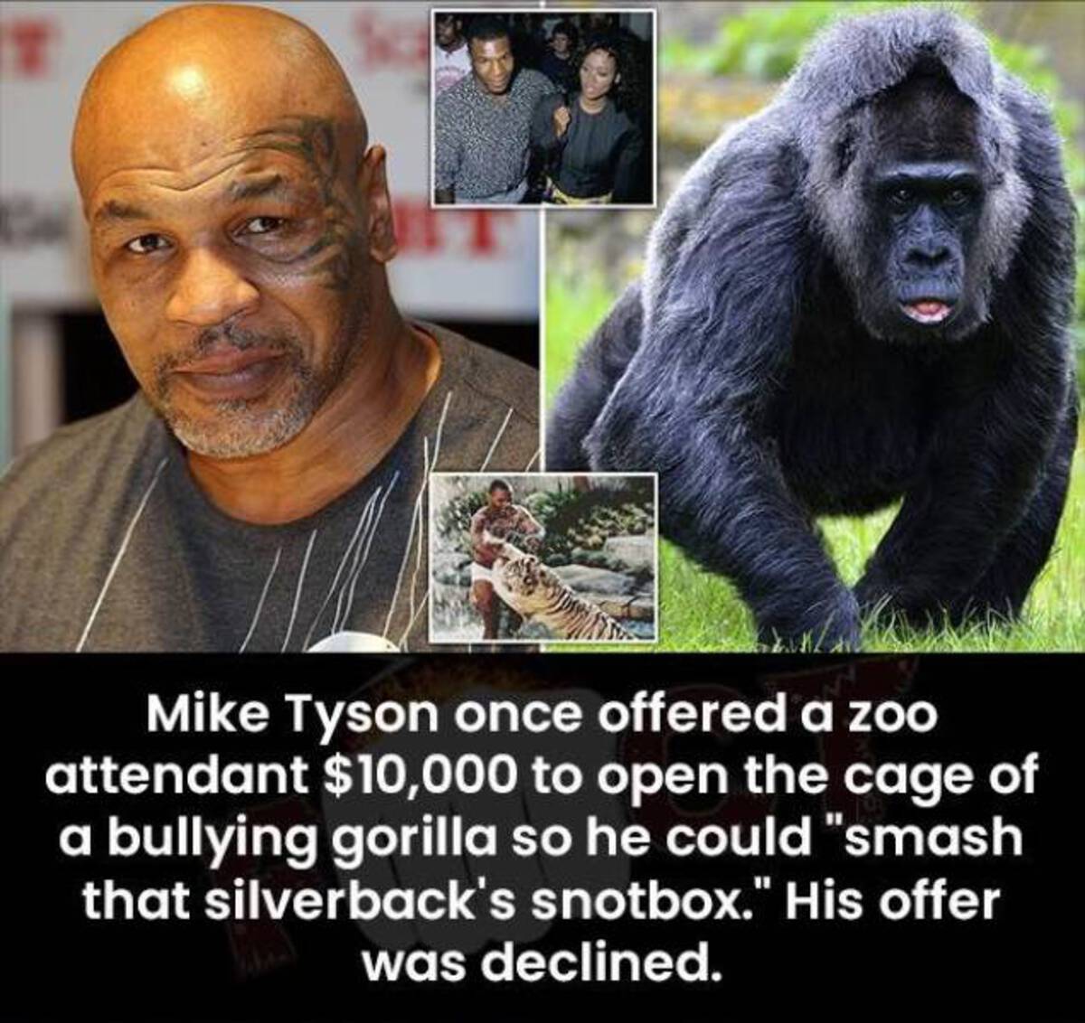 mike tyson congolese - T Mike Tyson once offered a zoo attendant $10,000 to open the cage of a bullying gorilla so he could "smash that silverback's snotbox." His offer was declined.