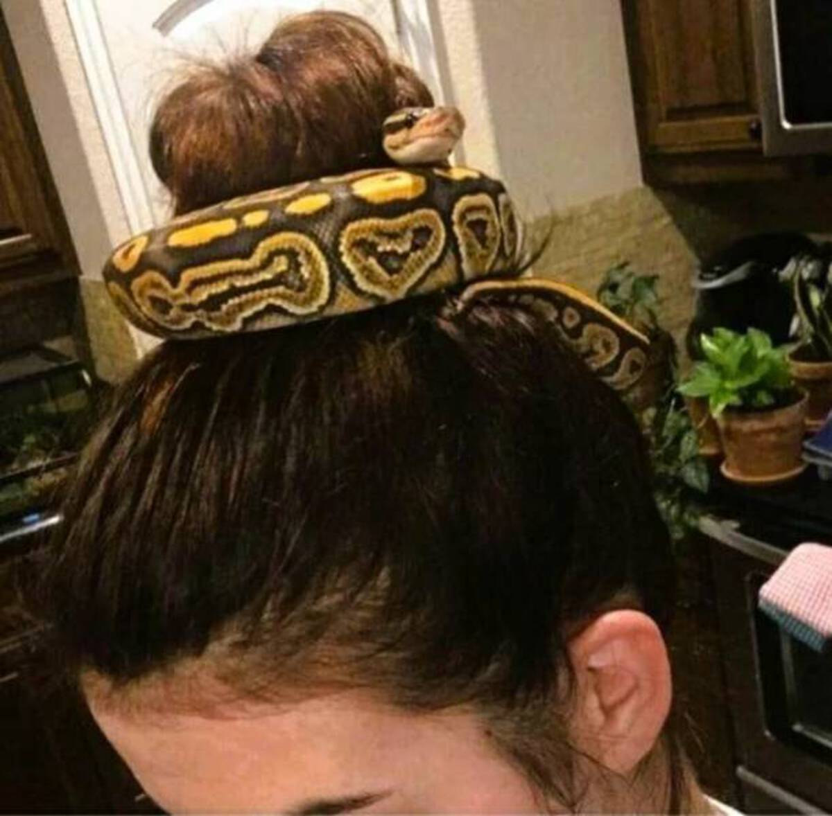 snake in the hair - A