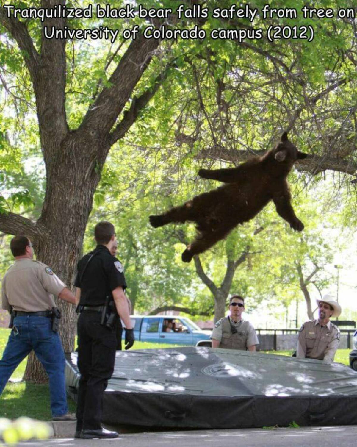 bear on trampoline meme - Tranquilized black bear falls safely from tree on University of Colorado campus 2012