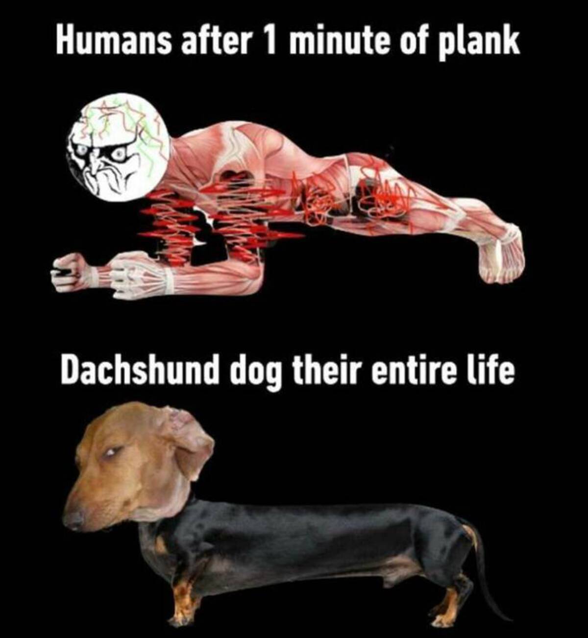 companion dog - Humans after 1 minute of plank Dachshund dog their entire life